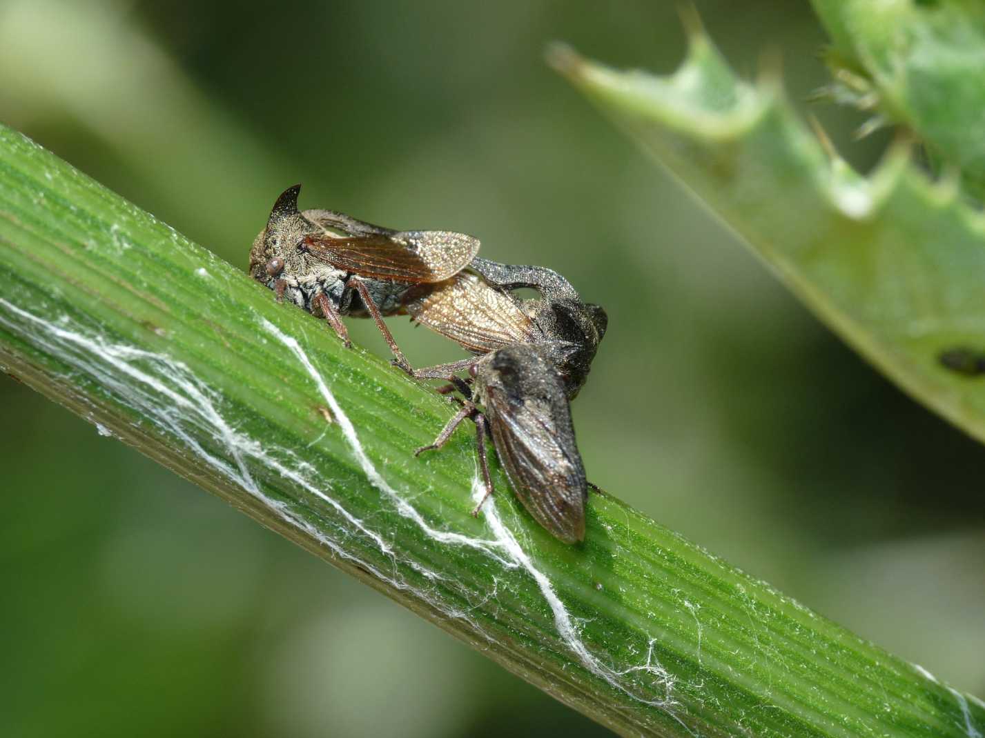 Centrotus cornutus in accoppiamento